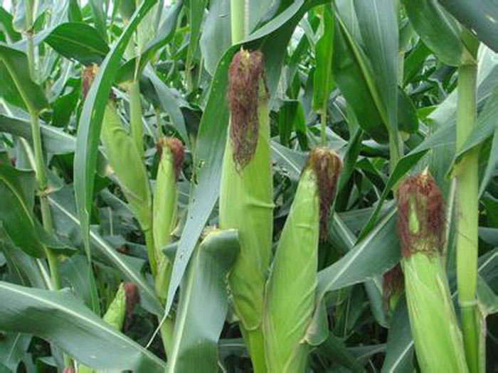 有機肥用于其它作物種植